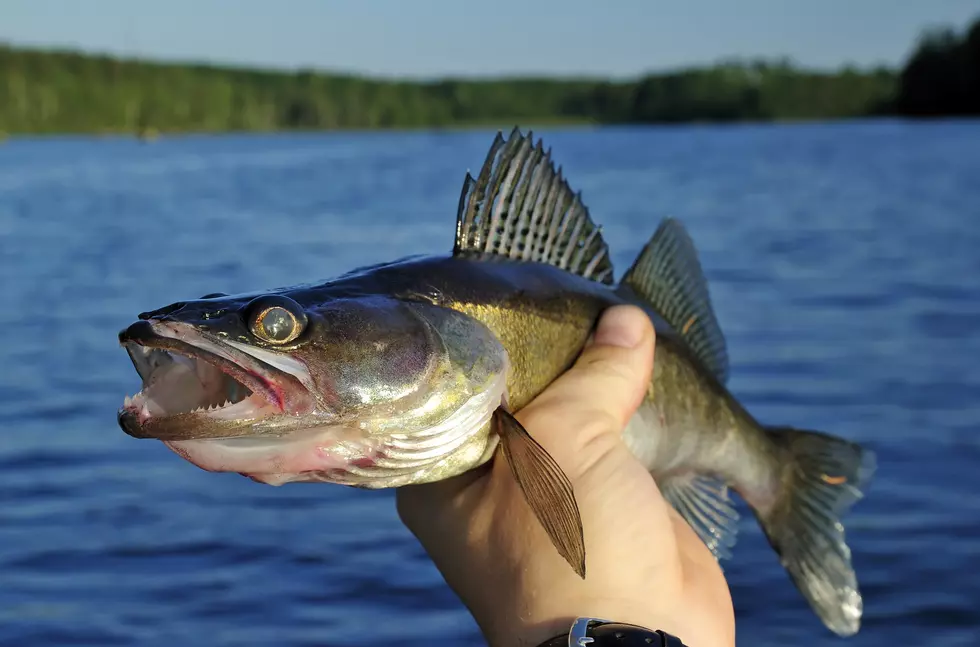 Lake Mille Lacs Fall Walleye Harvest Slot Relaxed